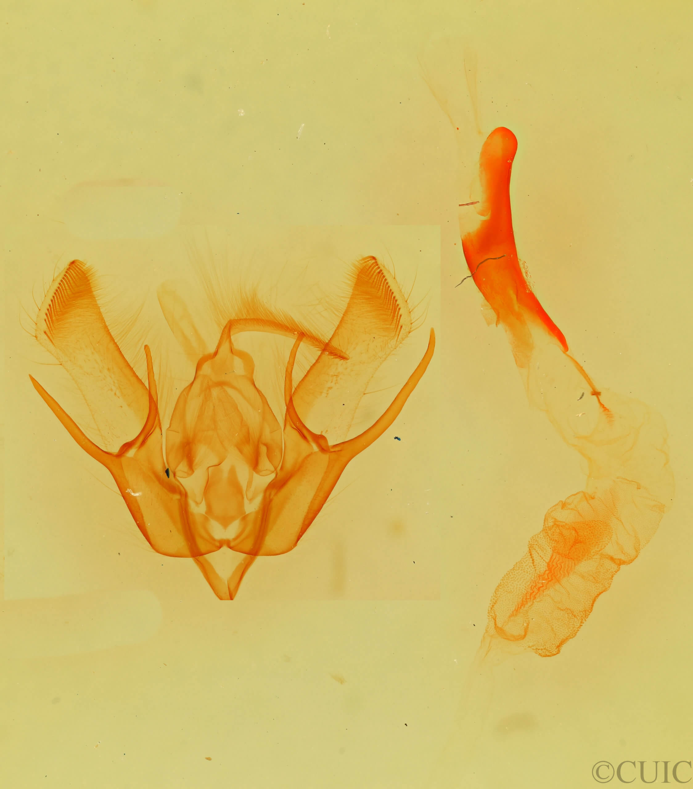 genitalia view of adult Euxoa pimensis