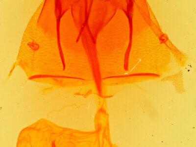 genitalia view of adult Euxoa pimensis