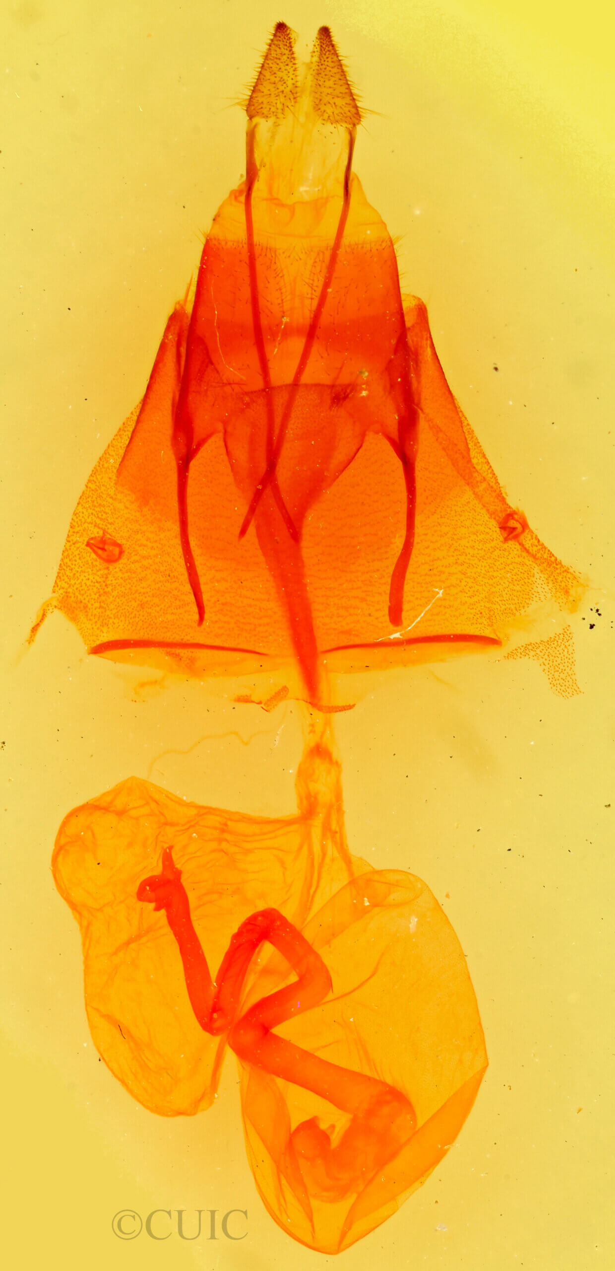 genitalia view of adult Euxoa pimensis