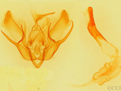 genitalia view of adult Euxoa pimensis