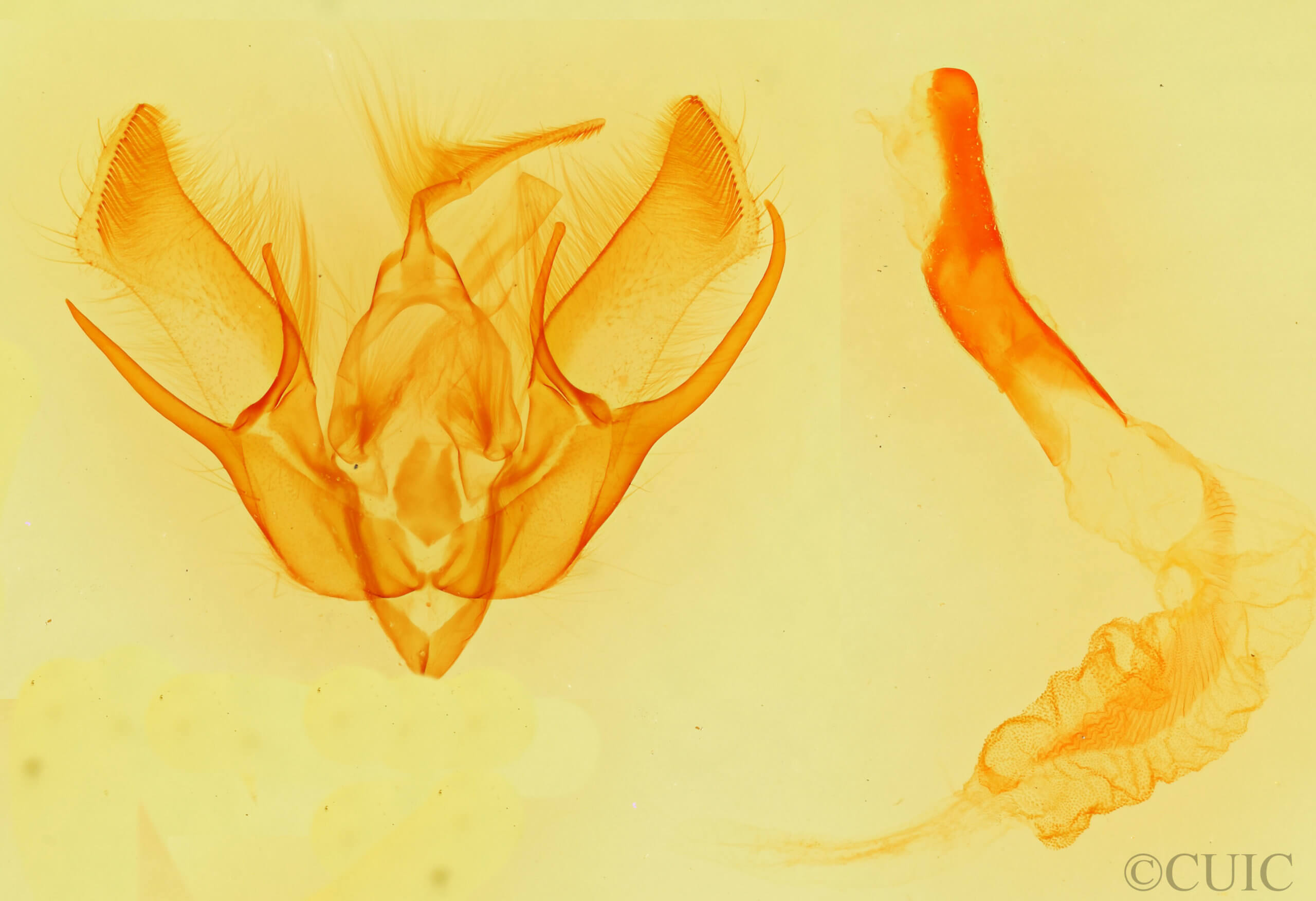 genitalia view of adult Euxoa pimensis