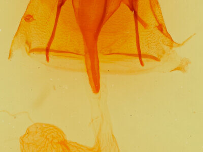 genitalia view of adult Euxoa pimensis