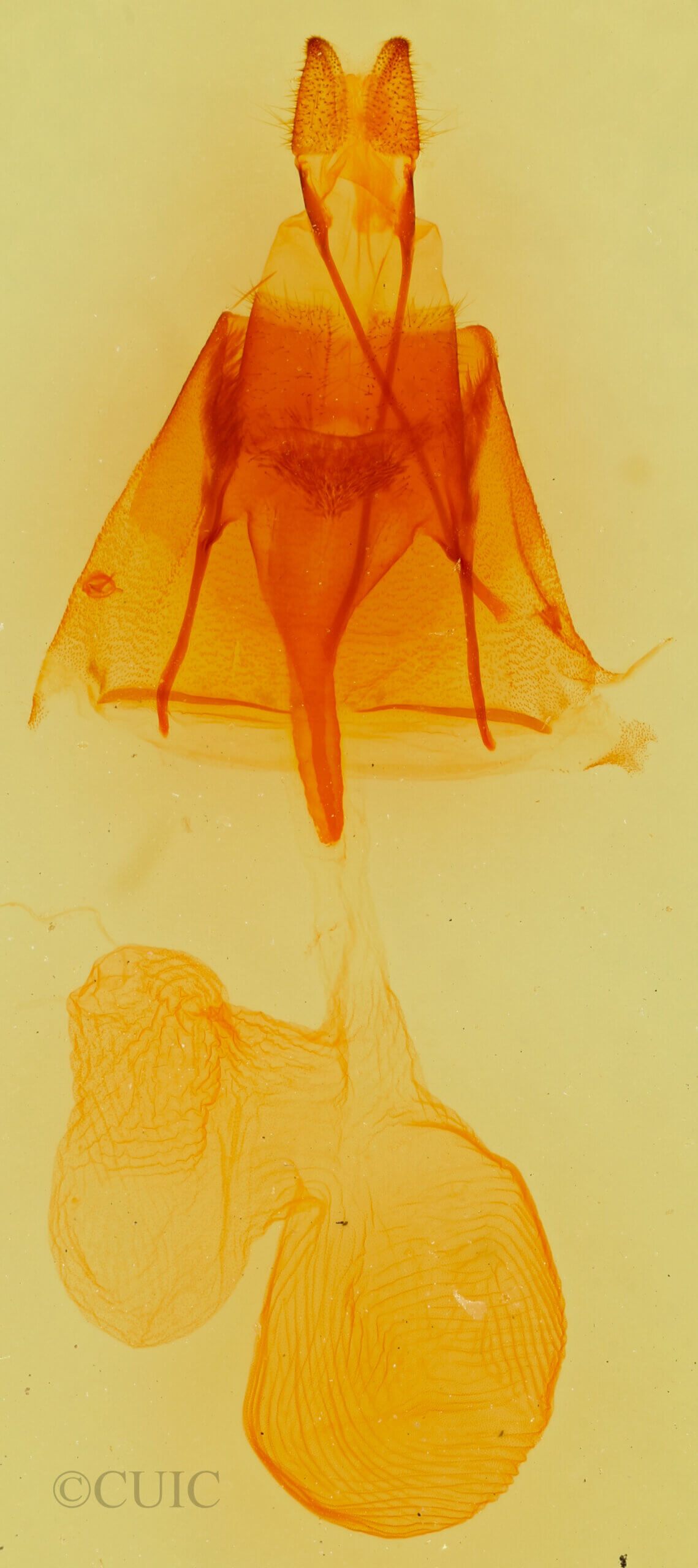 genitalia view of adult Euxoa pimensis