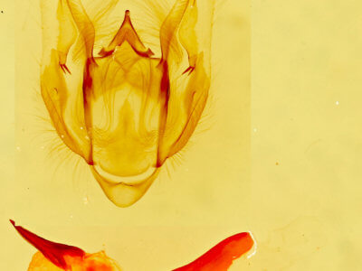 genitalia view of adult Vinemina opacaria