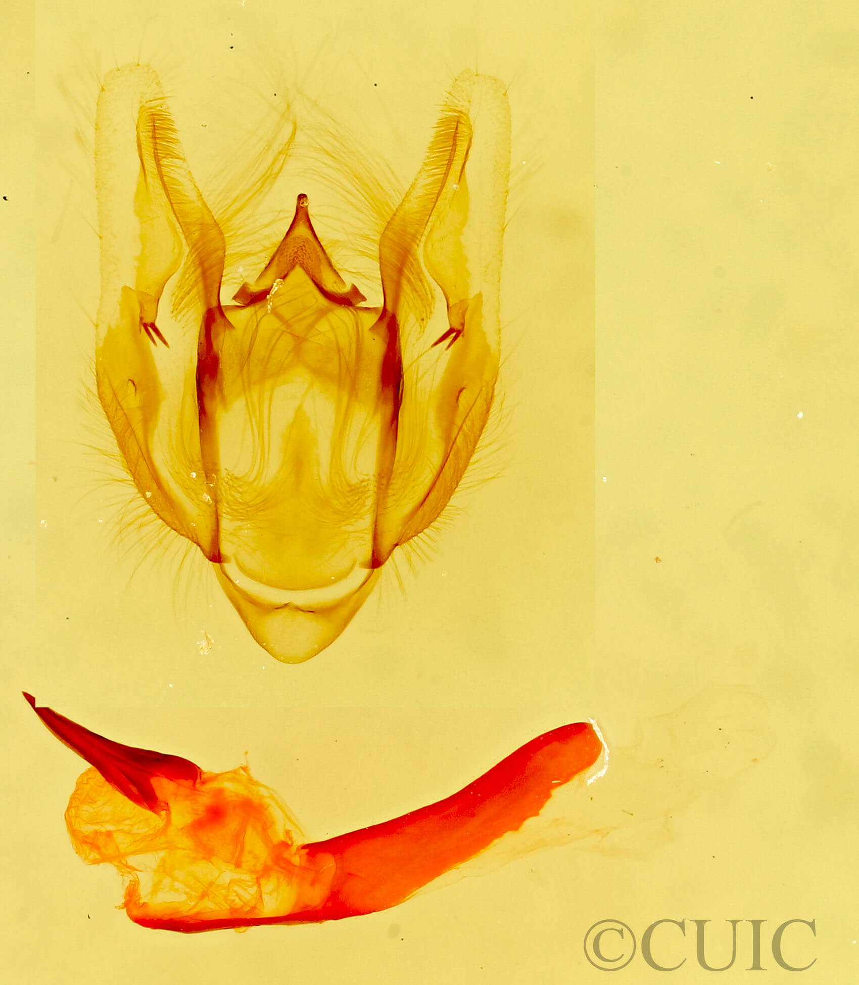 genitalia view of adult Vinemina opacaria