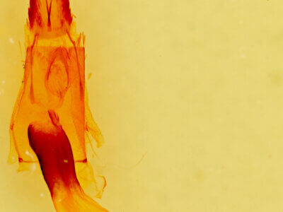 genitalia view of adult Vinemina opacaria