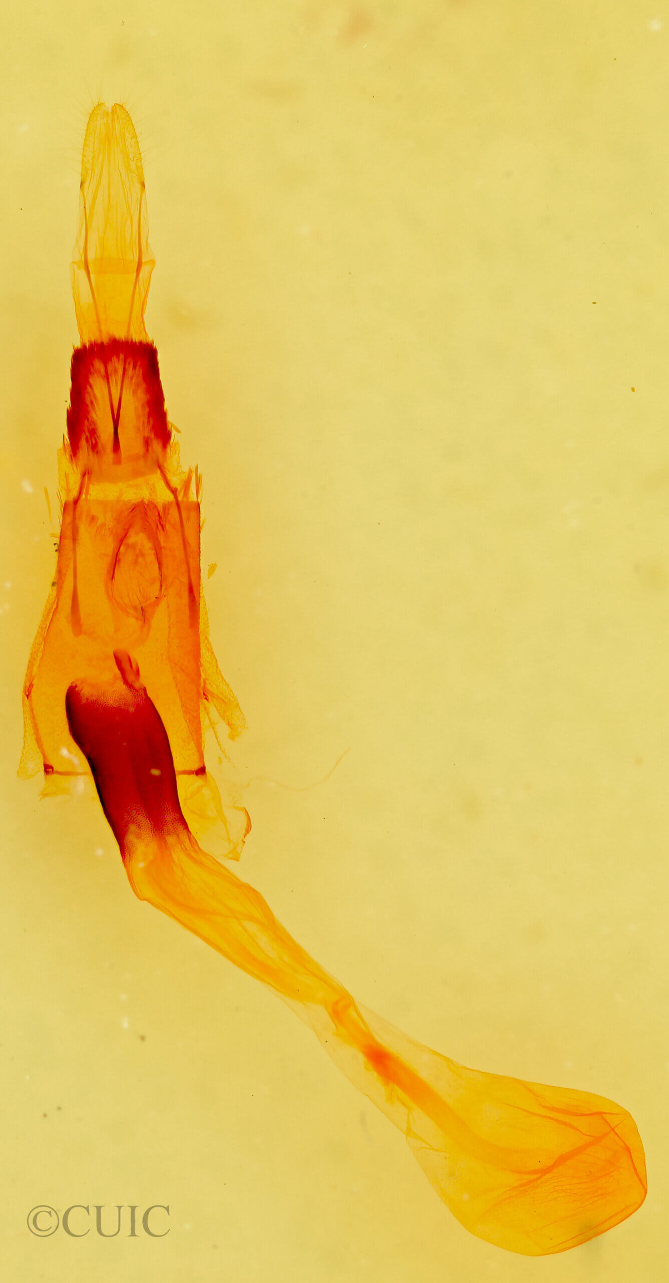 genitalia view of adult Vinemina opacaria