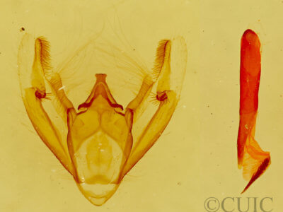 genitalia view of adult Galenara lixarioides