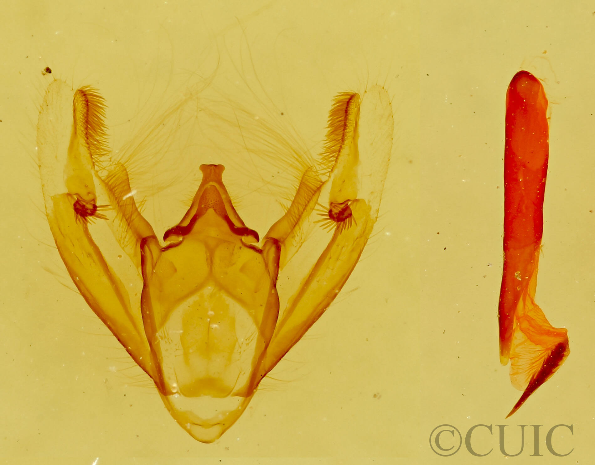 genitalia view of adult Galenara lixarioides