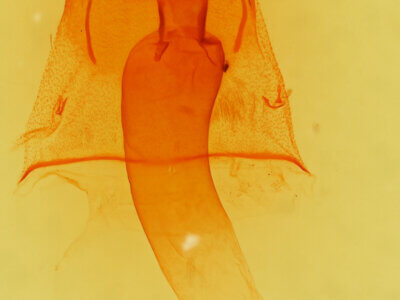 genitalia view of adult Galenara lixarioides