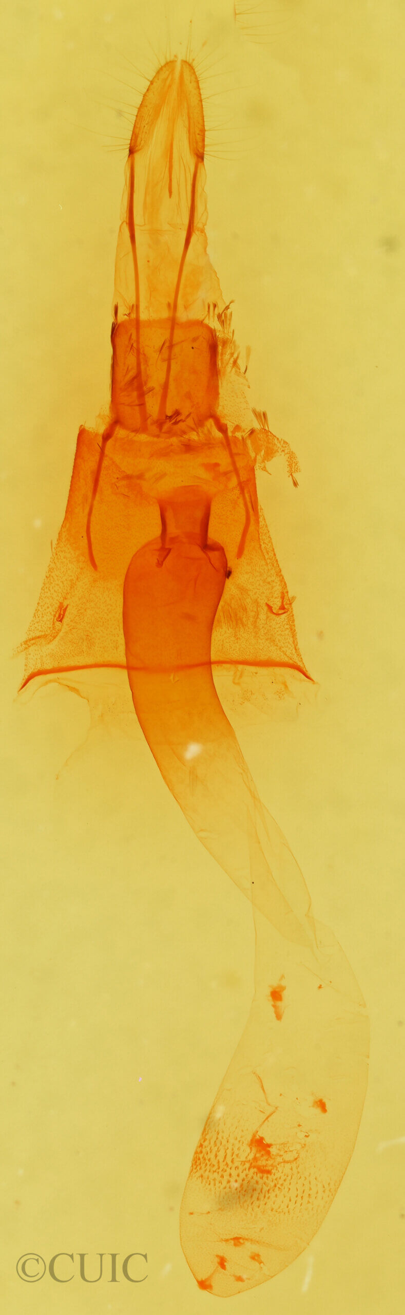 genitalia view of adult Galenara lixarioides