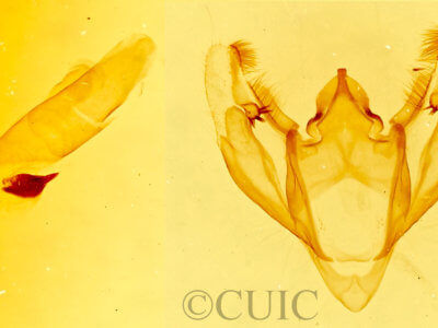 genitalia view of adult Galenara glaucaria