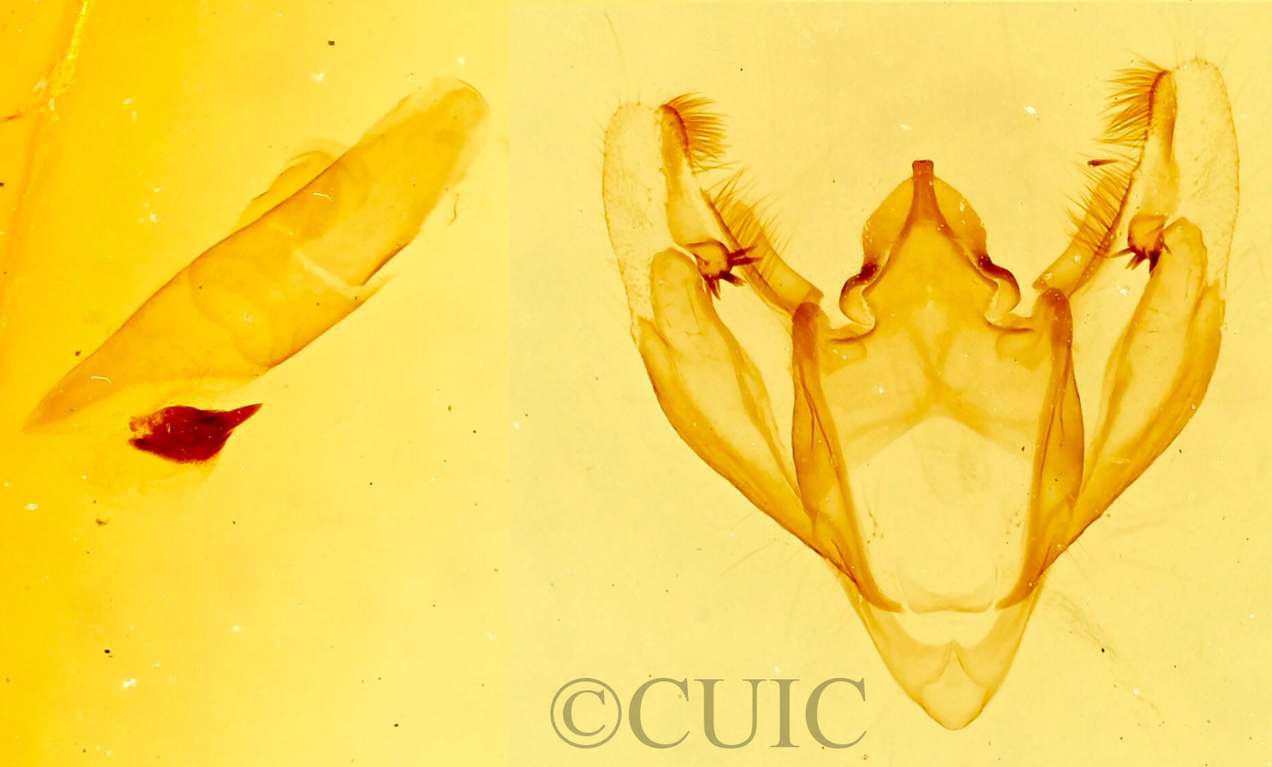 genitalia view of adult Galenara glaucaria