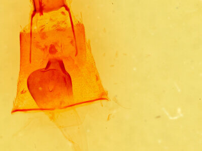 genitalia view of adult Galenara glaucaria