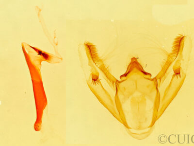 genitalia view of adult Galenara lixaria