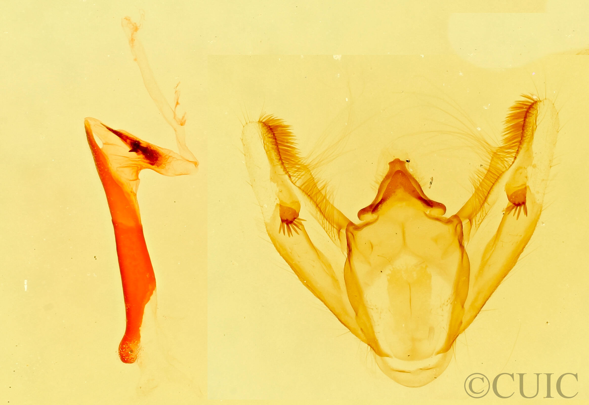 genitalia view of adult Galenara lixaria