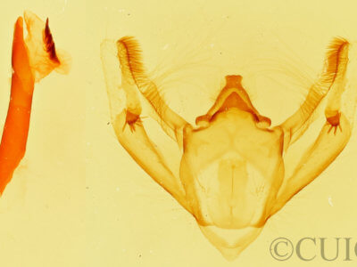 genitalia view of adult Galenara lixaria