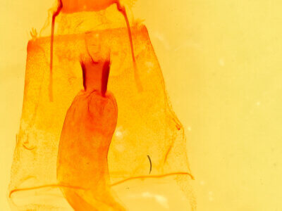 genitalia view of adult Galenara lixaria