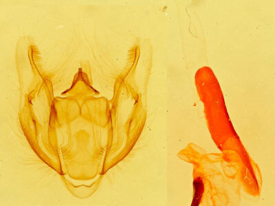 genitalia view of adult Vinemina opacaria