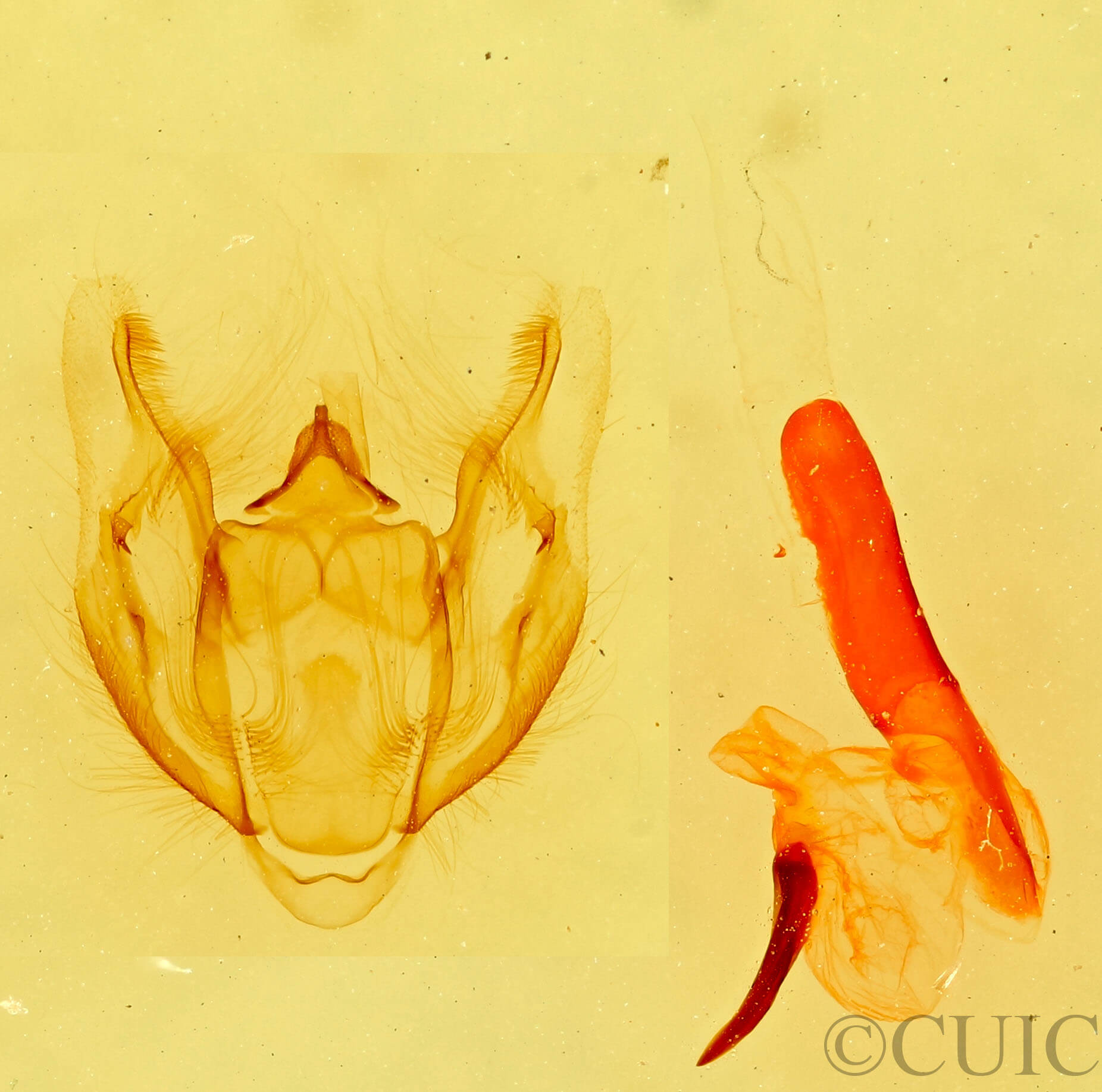 genitalia view of adult Vinemina opacaria