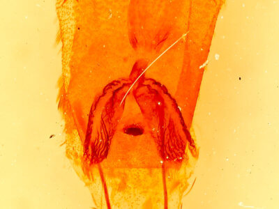 genitalia view of adult Mericisca gracea
