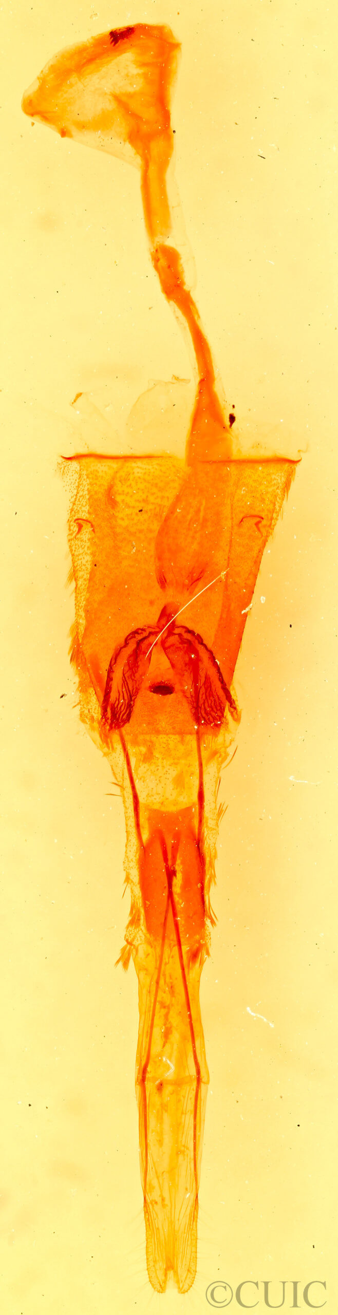 genitalia view of adult Mericisca gracea