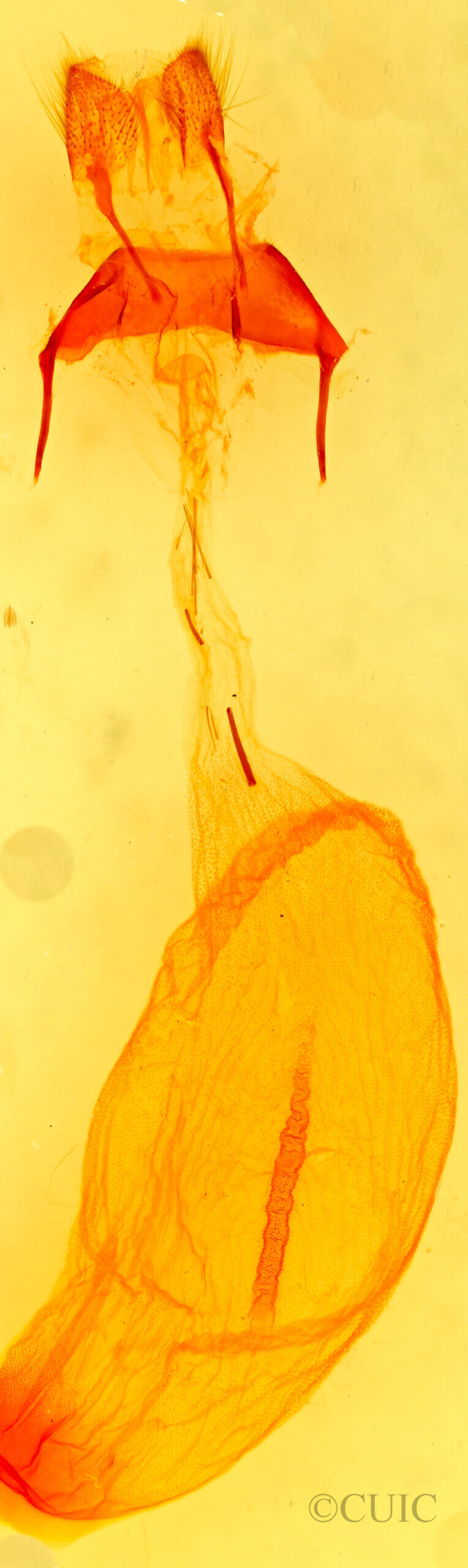 genitalia view of adult Psaphida rolandi