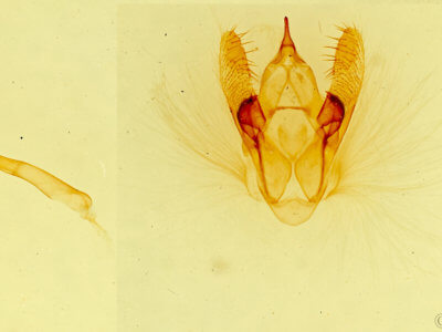 genitalia view of adult Pterospoda opuscularia
