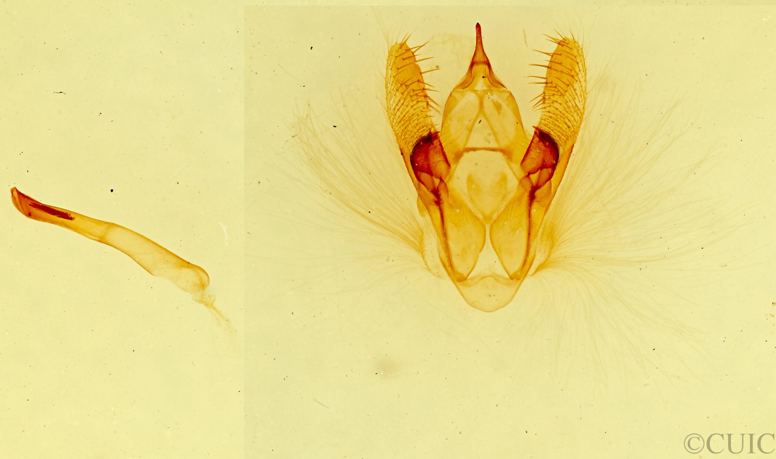 genitalia view of adult Pterospoda opuscularia