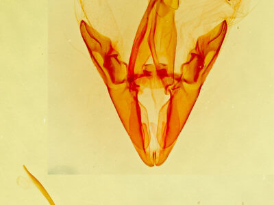 genitalia view of adult Coxina hadenioides