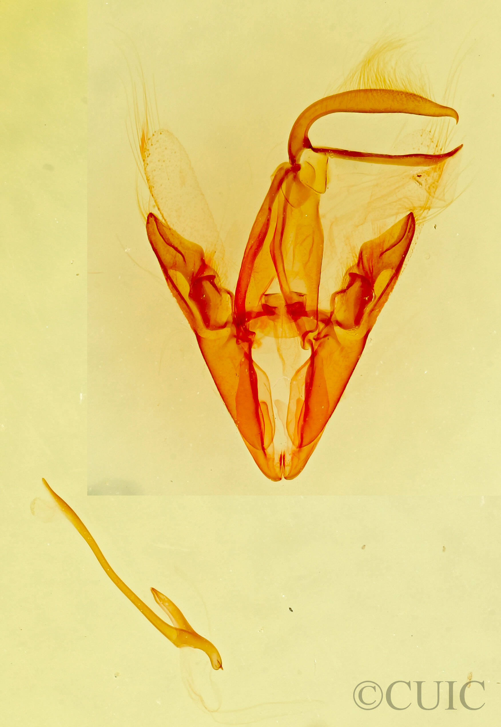 genitalia view of adult Coxina hadenioides