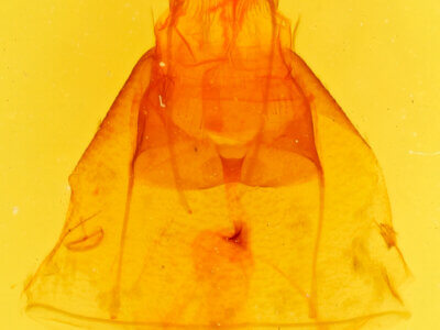 genitalia view of adult Coxina hadenioides