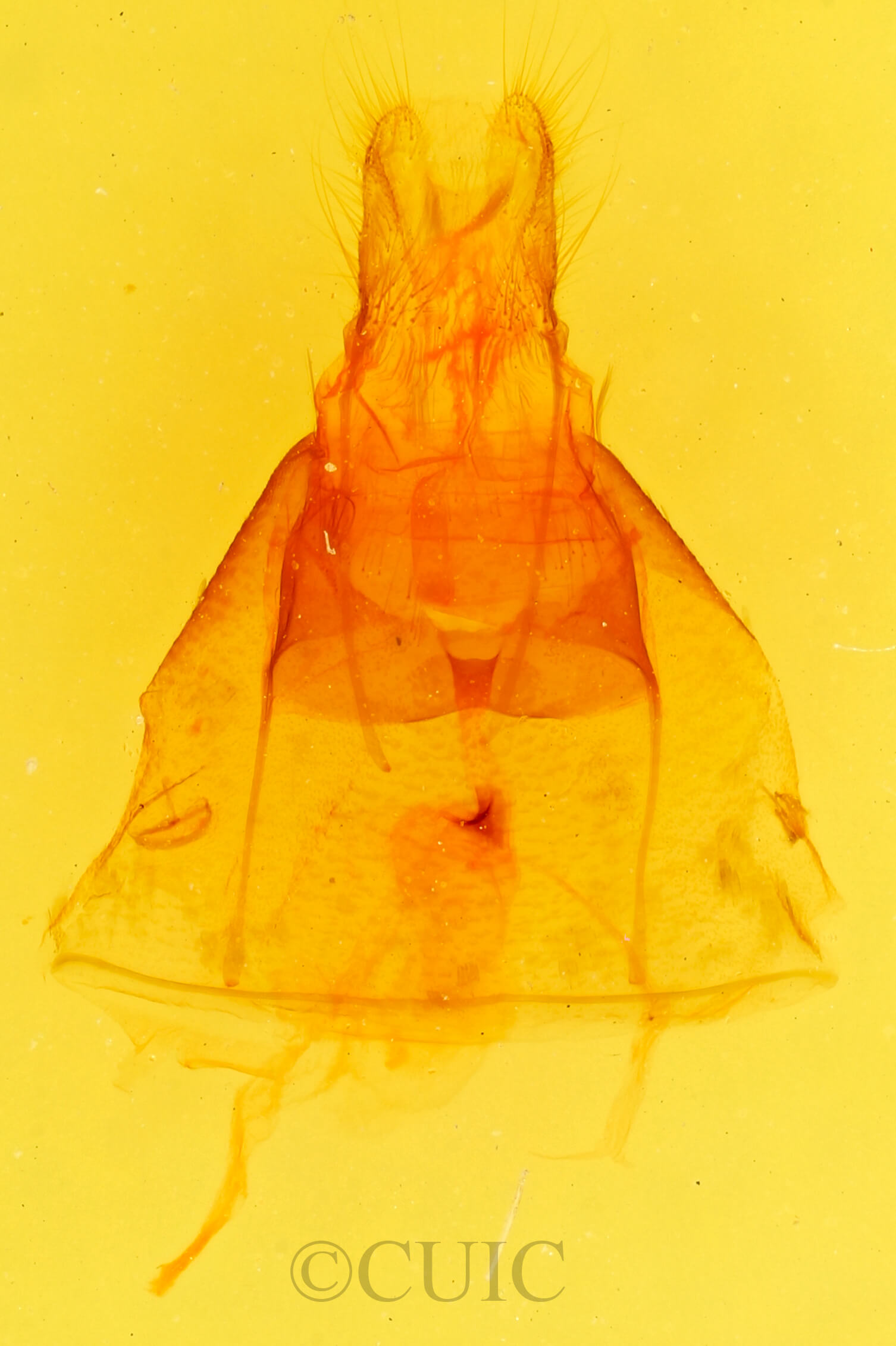 genitalia view of adult Coxina hadenioides