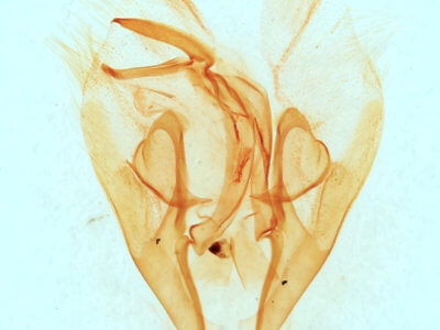 genitalia view of adult Heteranassa mima