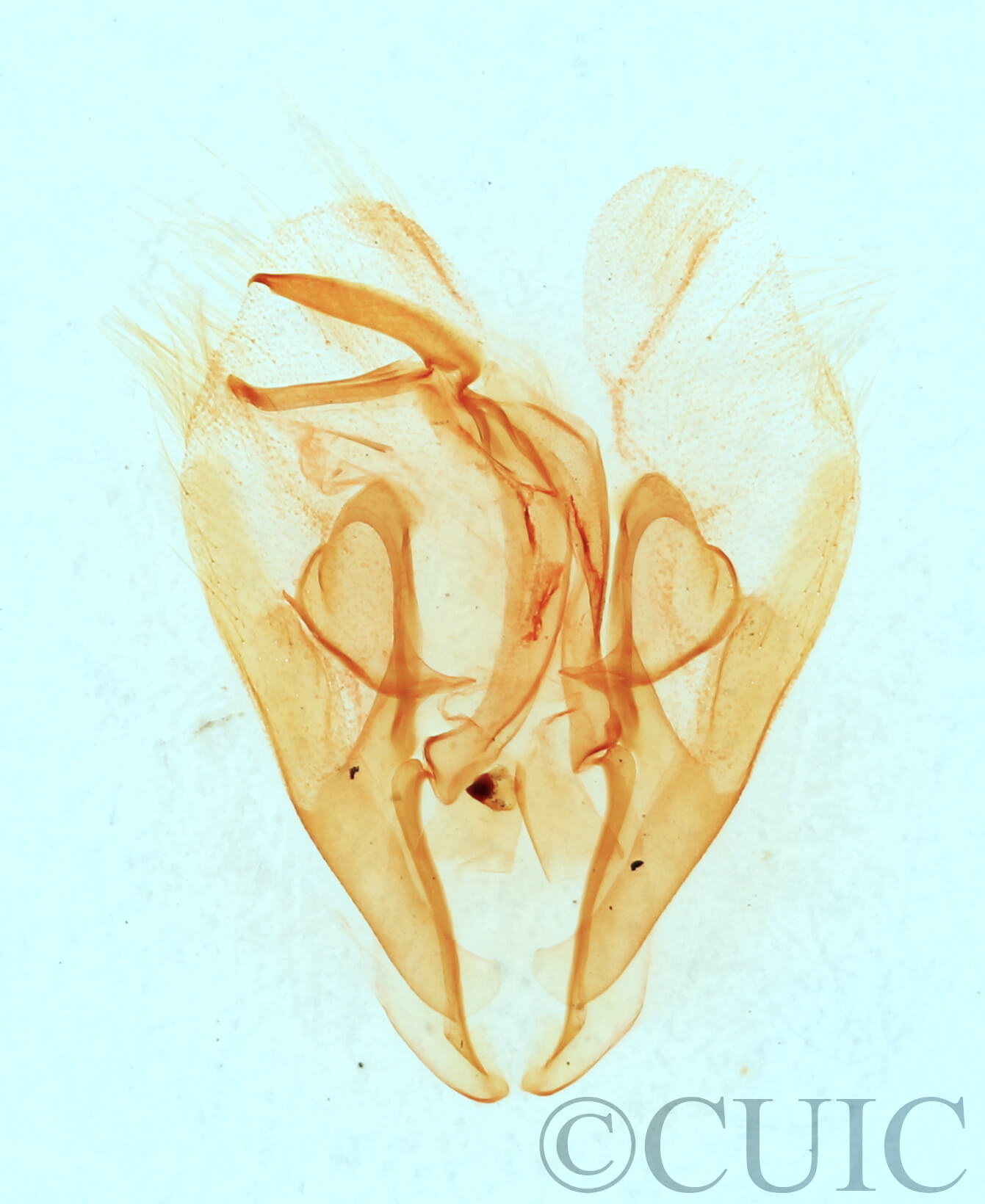 genitalia view of adult Heteranassa mima