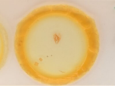 slide view of adult Heteranassa mima