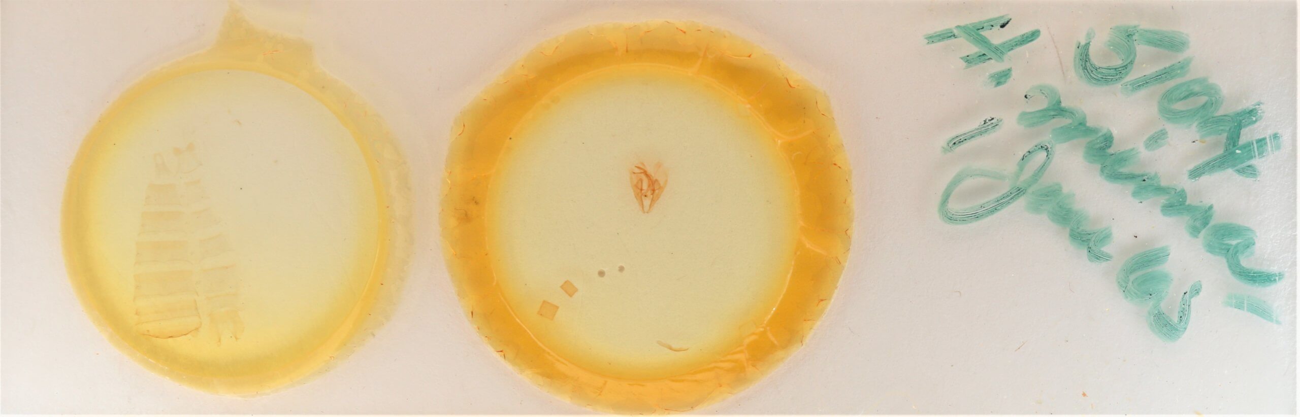 slide view of adult Heteranassa mima