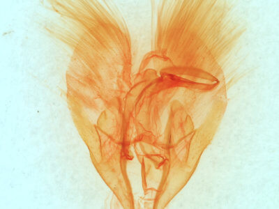 genitalia view of adult Heteranassa mima