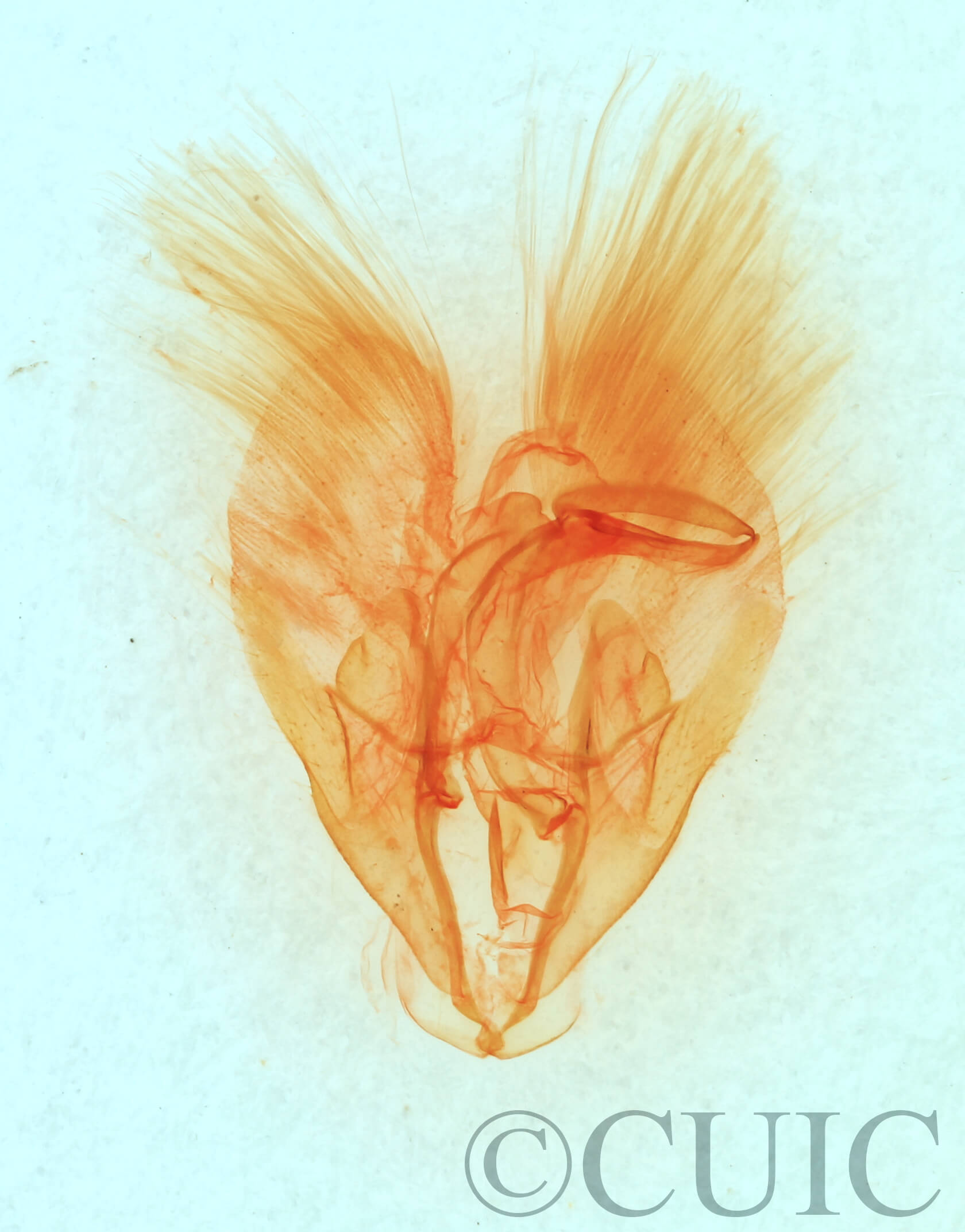 genitalia view of adult Heteranassa mima