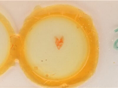 slide view of adult Heteranassa mima