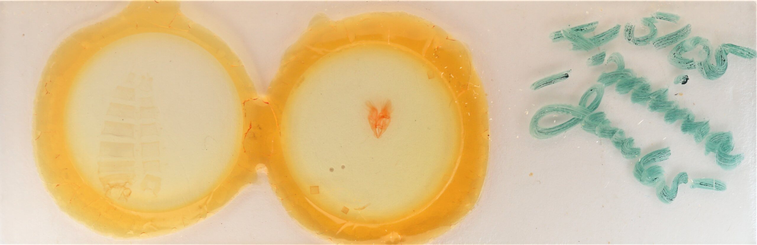 slide view of adult Heteranassa mima