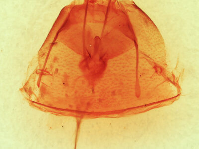 genitalia view of adult Heteranassa mima