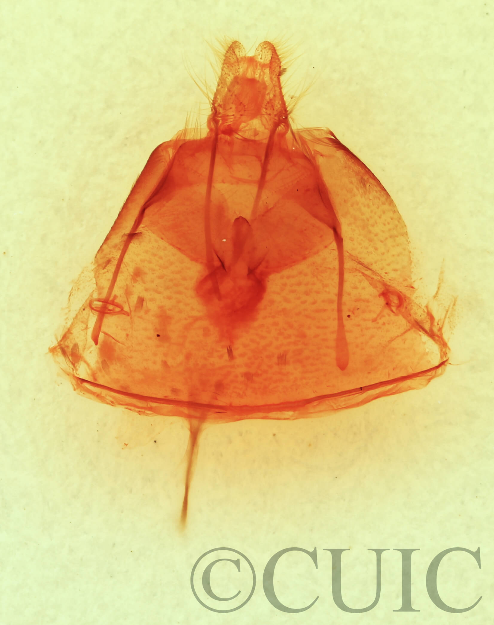 genitalia view of adult Heteranassa mima