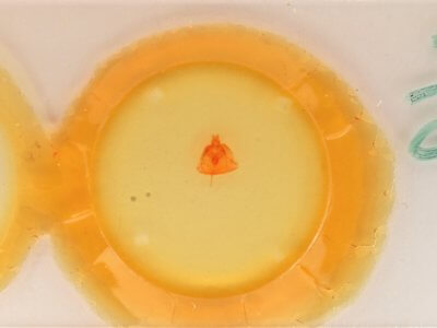 slide view of adult Heteranassa mima