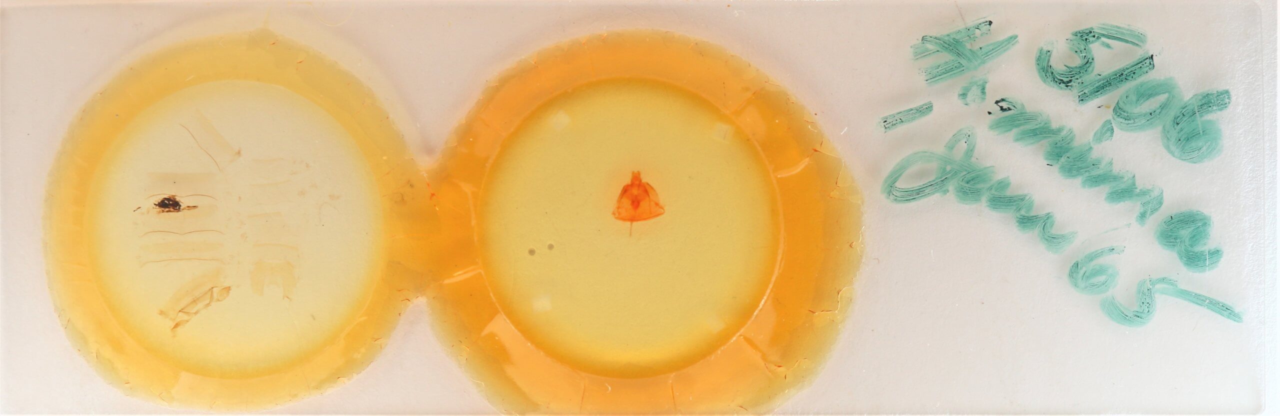 slide view of adult Heteranassa mima