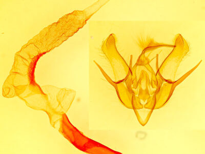 genitalia view of adult Euxoa  divergens