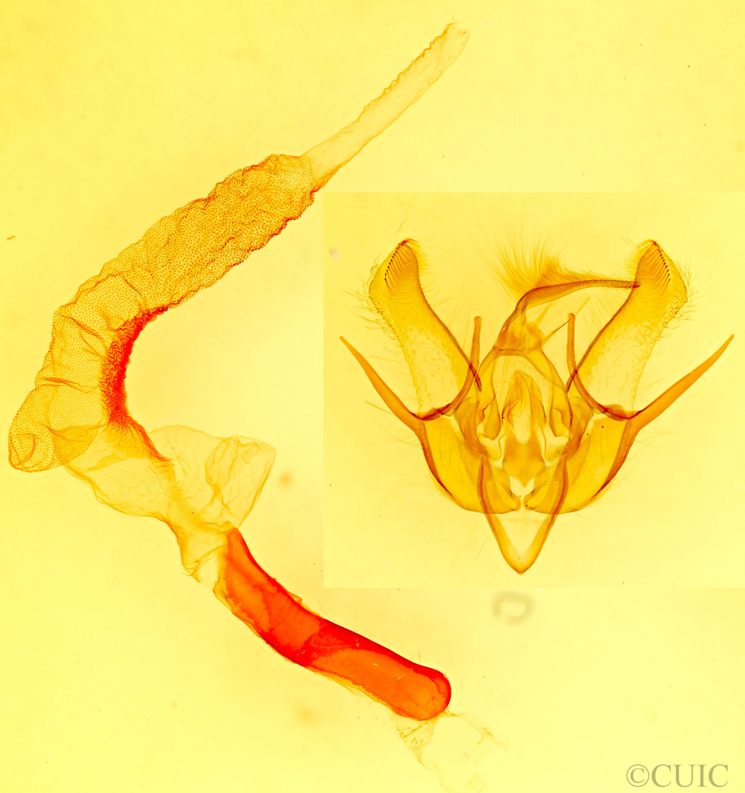 genitalia view of adult Euxoa  divergens