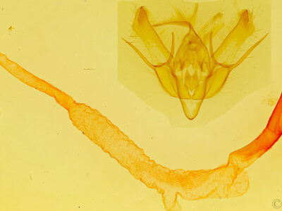 genitalia view of adult Euxoa divergens