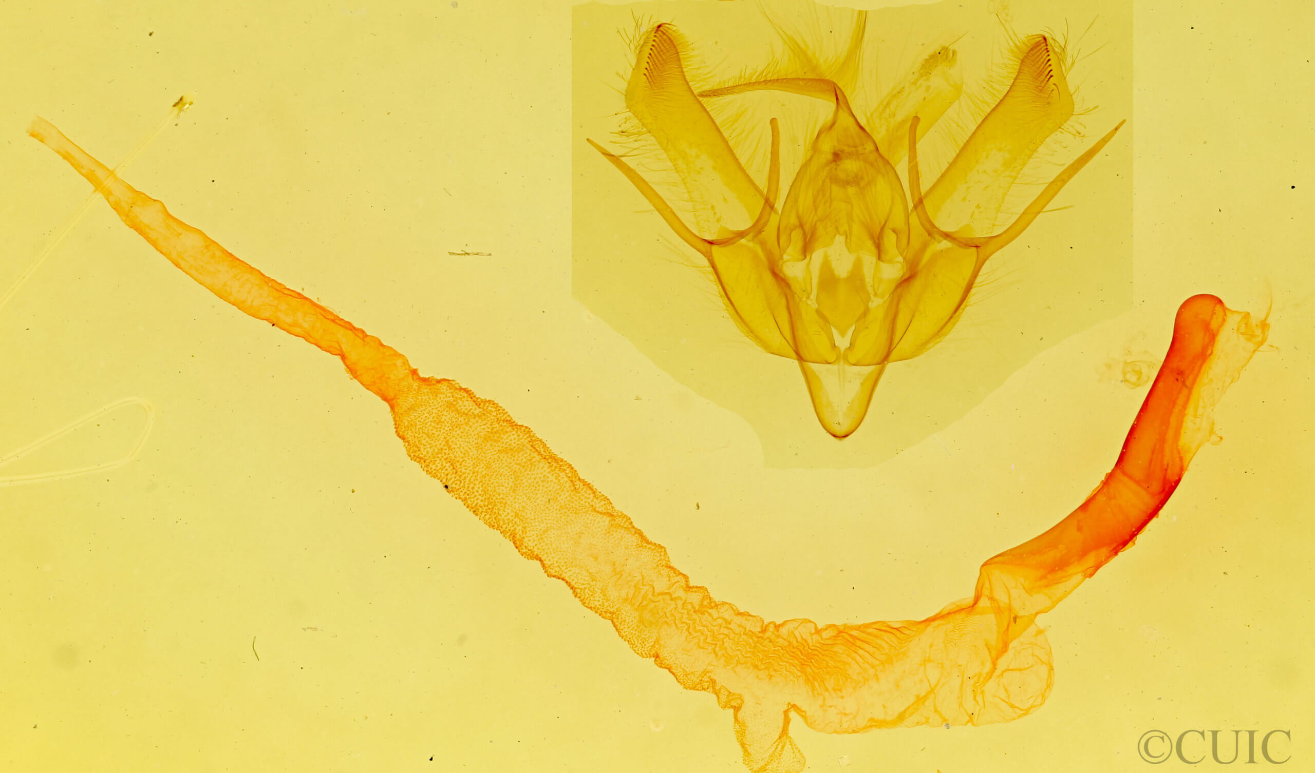 genitalia view of adult Euxoa divergens