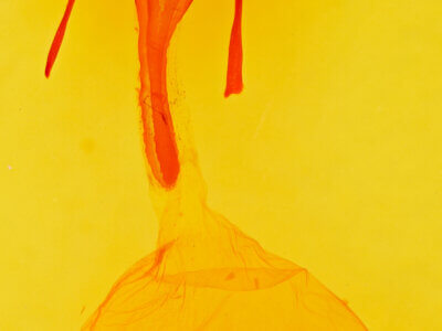 genitalia view of adult Euxoa divergens